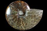 Polished, Agatized Ammonite (Cleoniceras) - Madagascar #88349-1